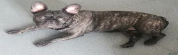 French Bulldog dogs for sale: Beautiful Frenchies Puppy's For Sale  - Advert 1