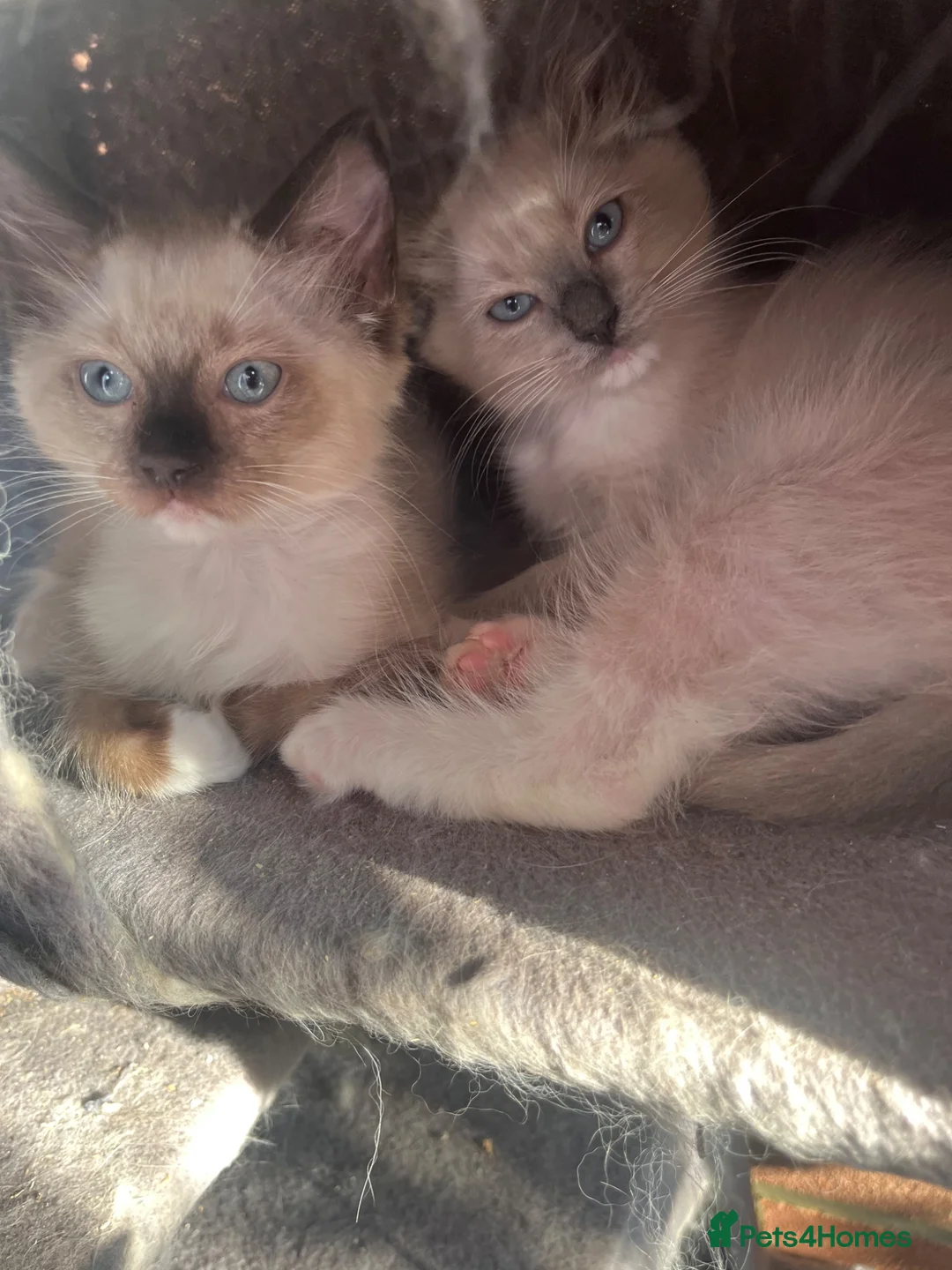 Ragdoll cats for sale: Stunning pure ragdoll kittens ready now in Maldon - Advert 12