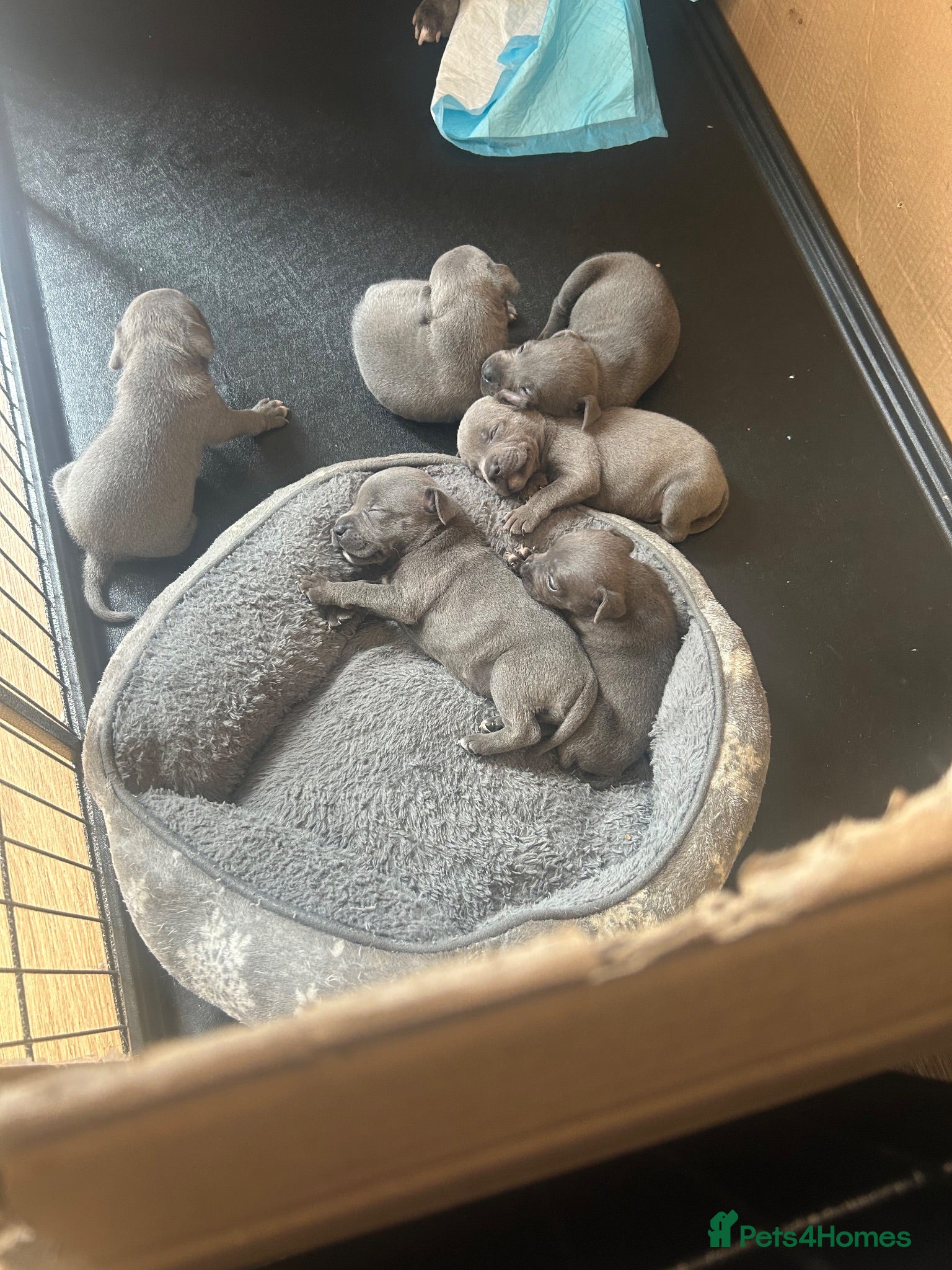Staffordshire Bull Terrier dogs Staffy pups - Advert 2