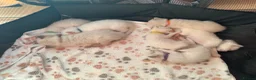Ragdoll cats for sale: Ragdoll Kittens in Brighton - Advert 14
