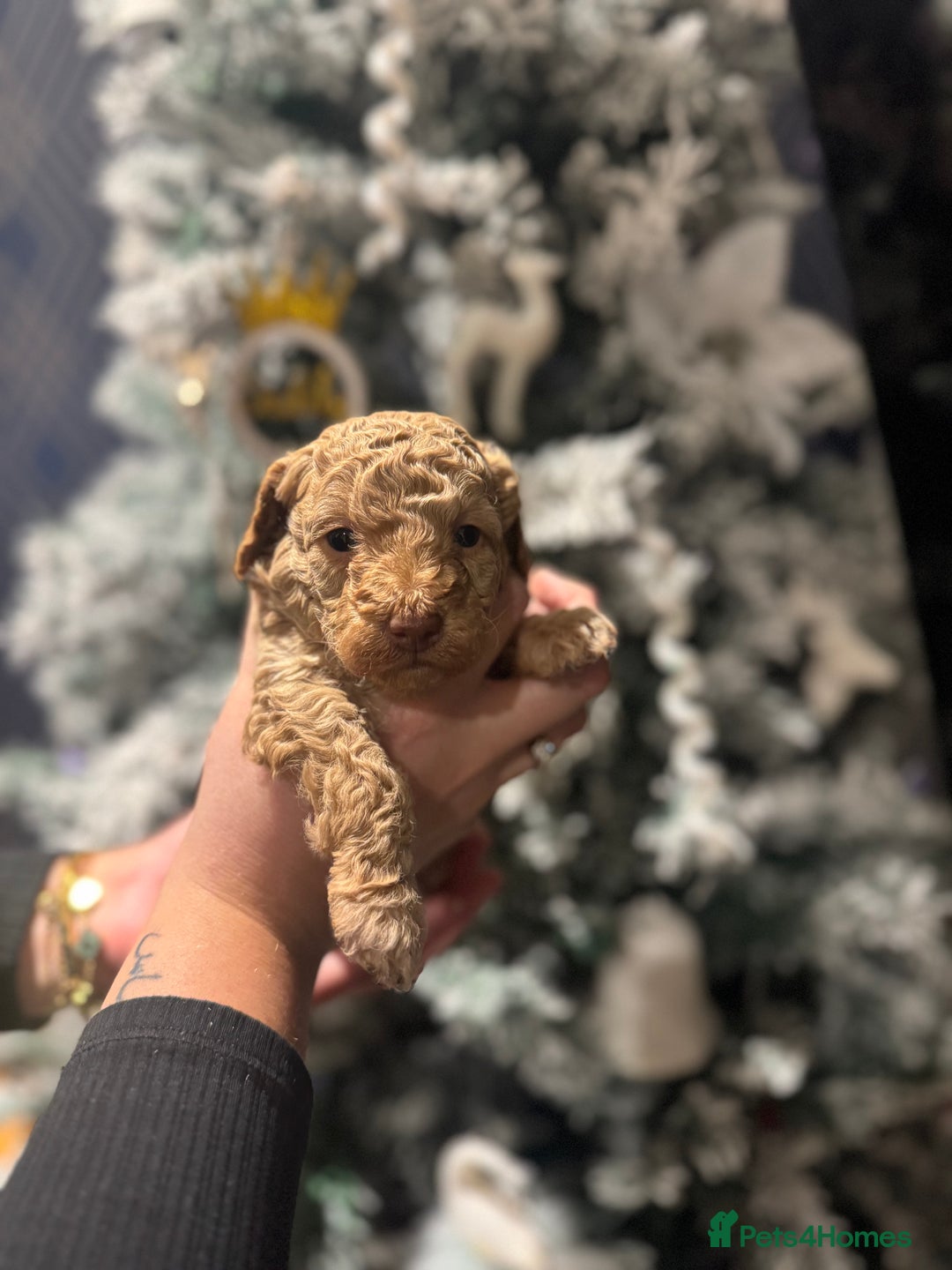 Toy Poodle dogs for sale: Toy poodle puppies - Advert 4