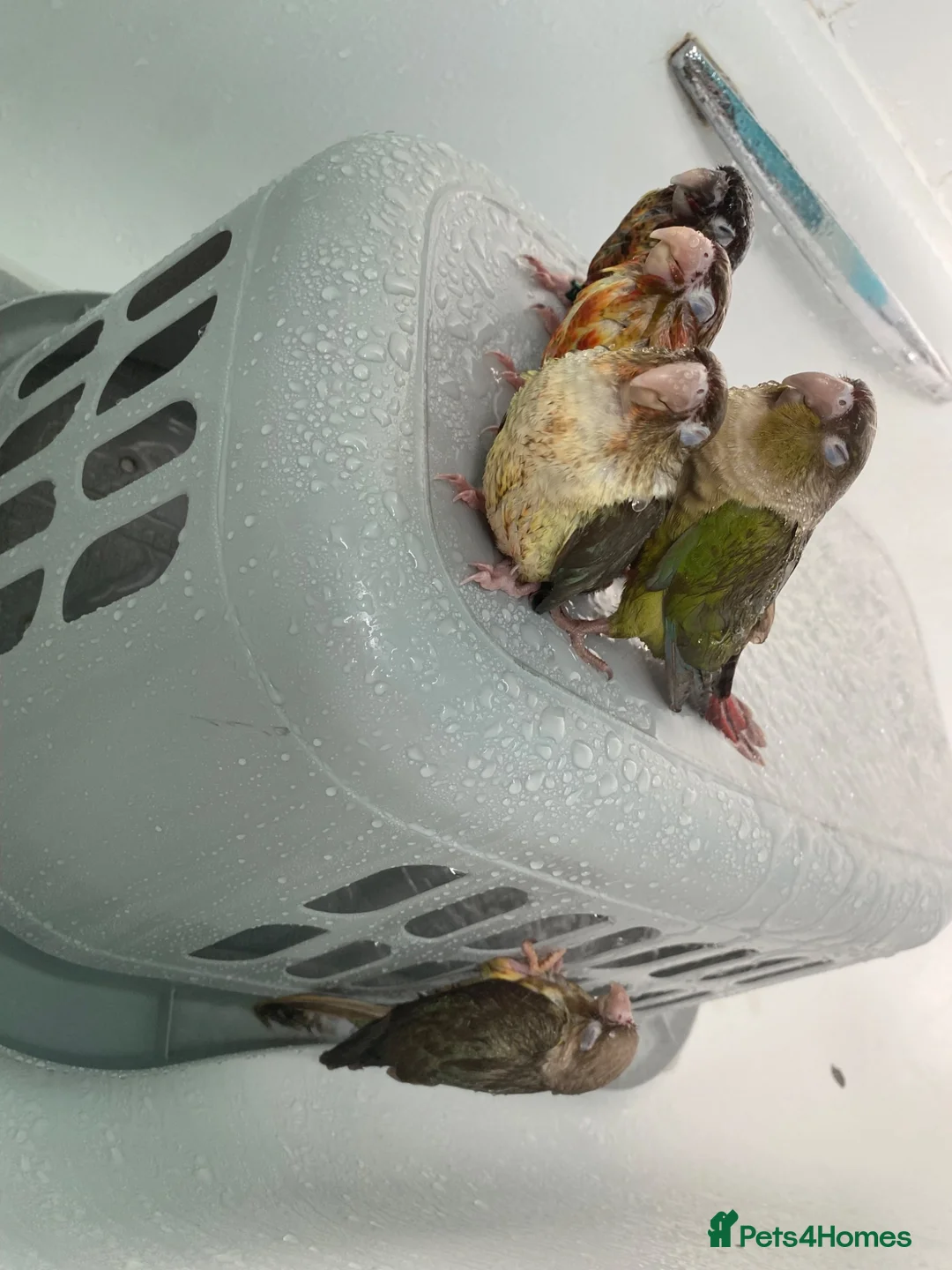 Conures birds for sale: Hand reared Green cheek Conures - Advert 2