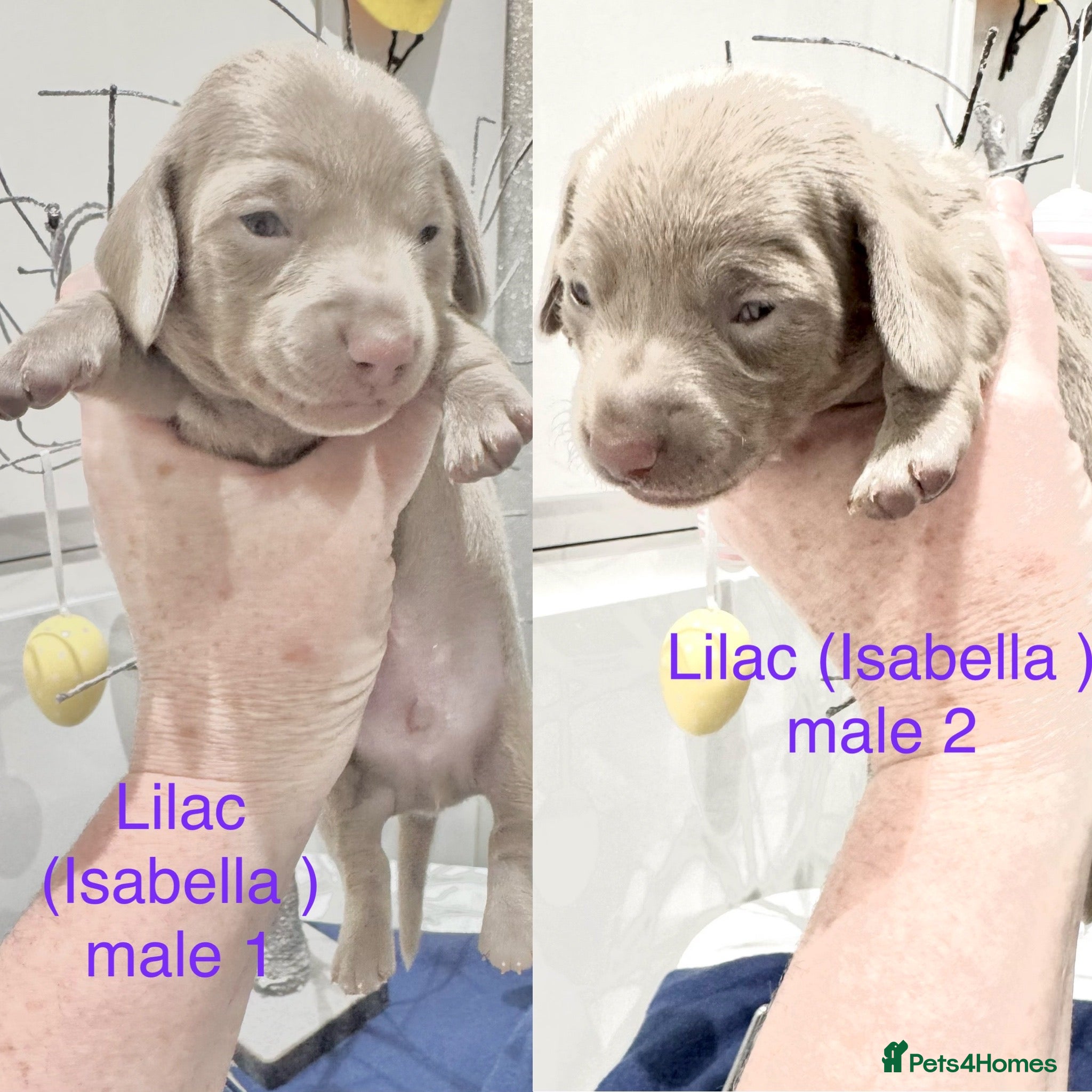 Miniature Dachshund dogs Pedigree smooth coat miniature dachshund puppies - Advert 9