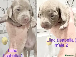 Miniature Dachshund dogs Pedigree smooth coat miniature dachshund puppies - Advert 9