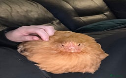 Chickens poultry for sale: Chickens for sale  - Advert 3