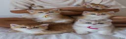 British Shorthair cats for sale: Golden Blue and Golden BSH kittens - Advert 5