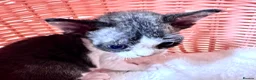 Devon Rex cats for sale: Very rare to see beautiful kittens  - Advert 5
