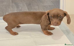Miniature Dachshund dogs for sale: Chocolate/Tan puppy Esme - Image 8