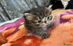 Persian cats for sale: 3 persian chinchillas 1 male 2 females - Image 7