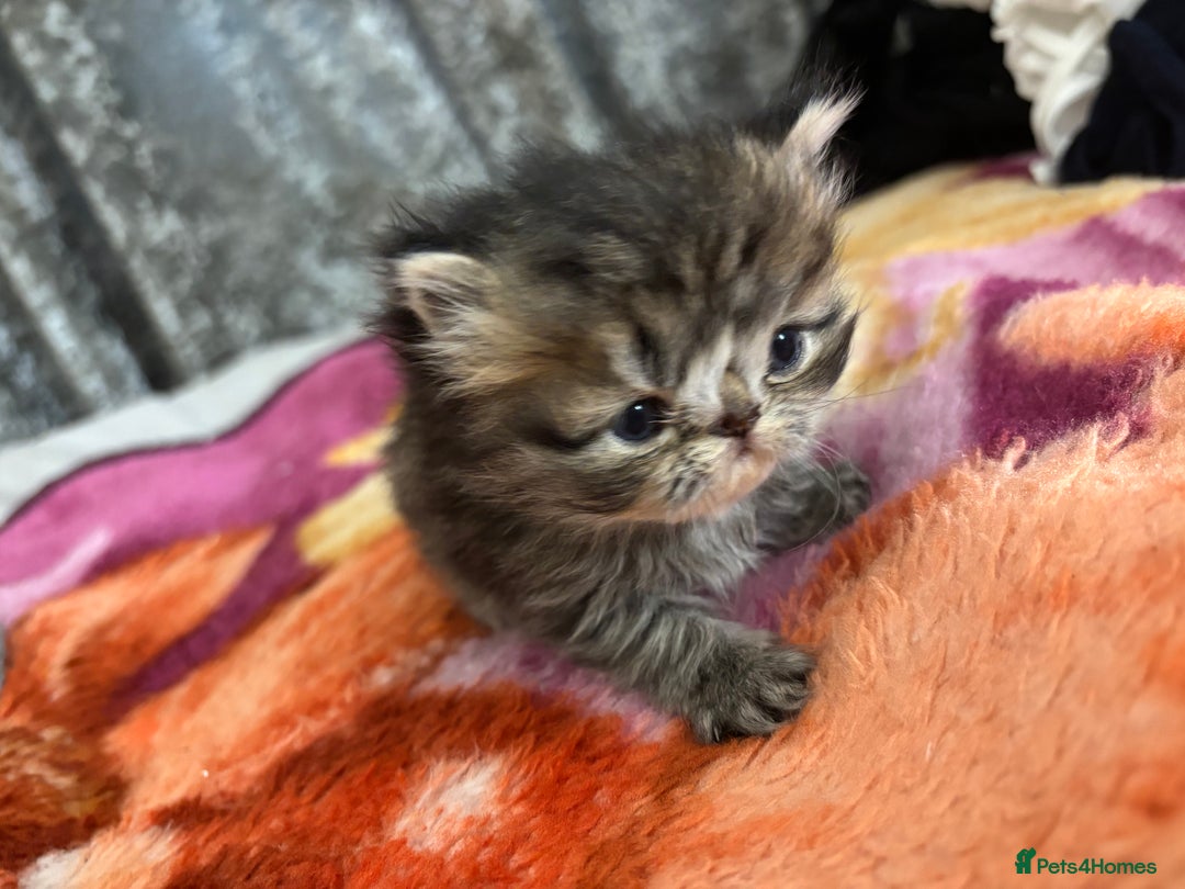 Persian cats for sale: 3 persian chinchillas 1 male 2 females - Image 7
