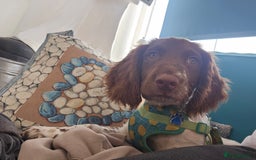 English Springer Spaniel dogs for sale: English Springer Spaniel Puppy - Image 2