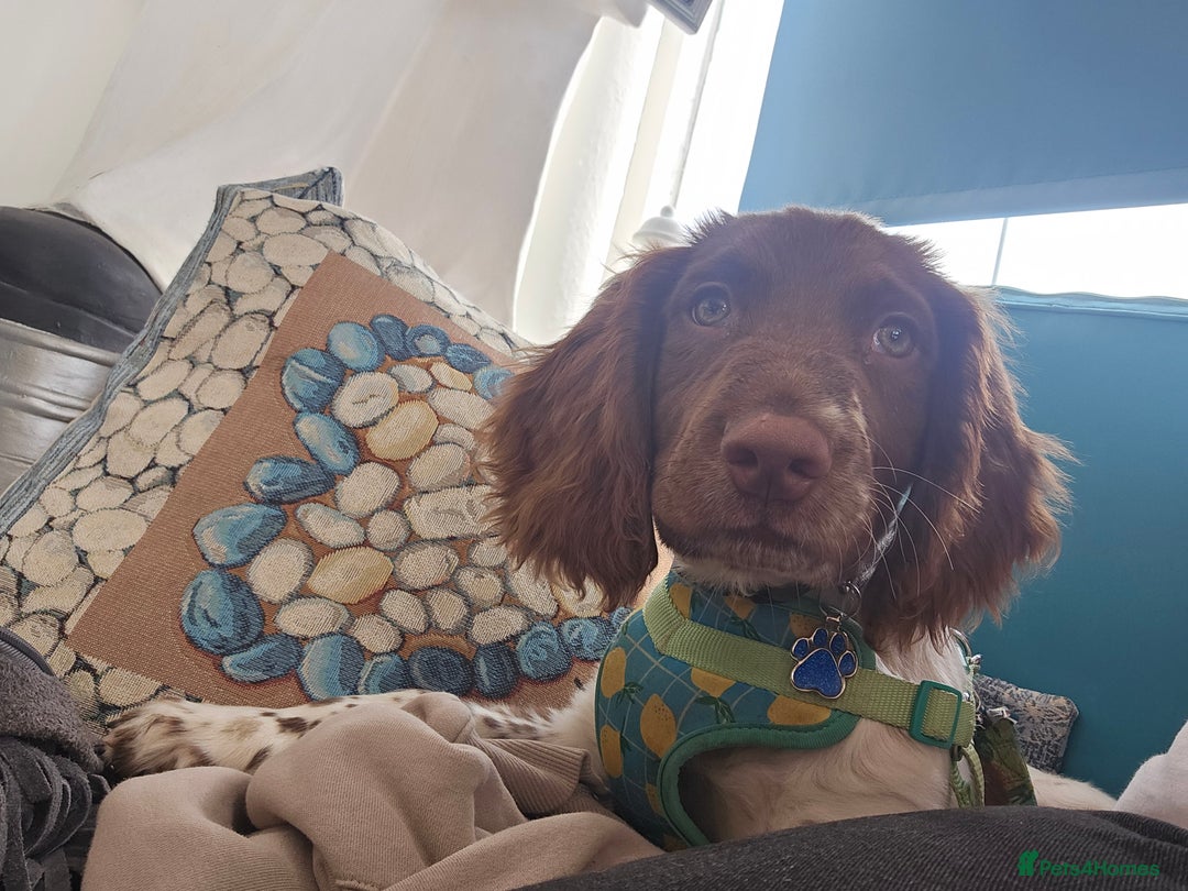 English Springer Spaniel dogs for sale: English Springer Spaniel Puppy - Image 2