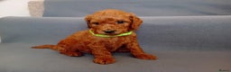 Goldendoodle dogs for sale: Gorgeous F1b Goldendoodles - Advert 16