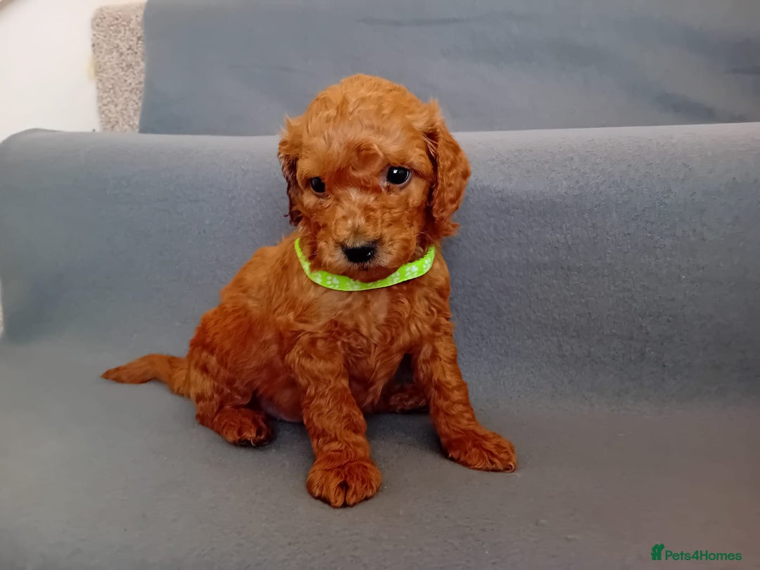 Goldendoodle dogs for sale: Gorgeous F1b Goldendoodles - Advert 16