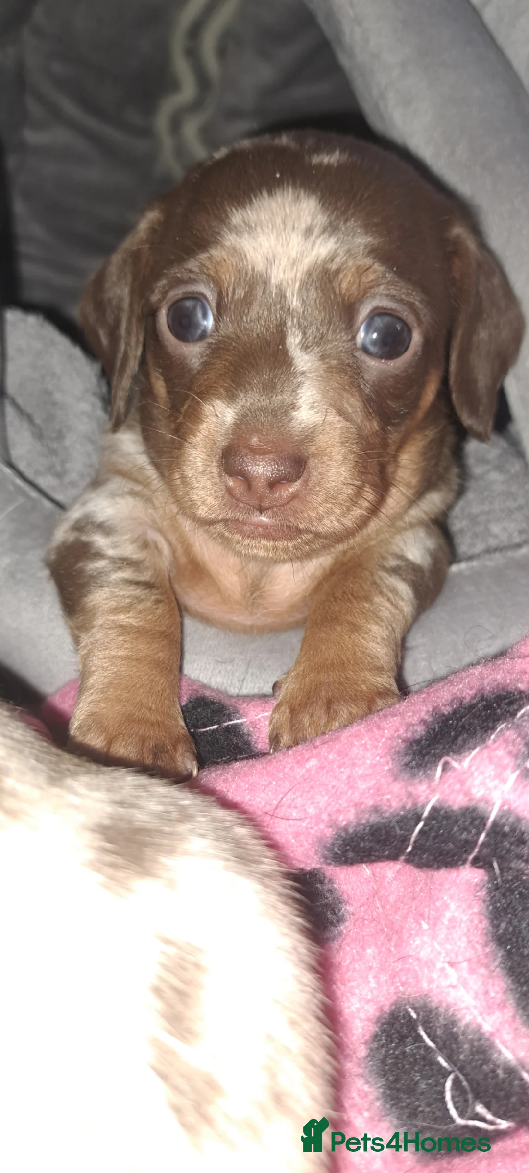 Miniature Dachshund dogs for sale: Beautiful Mini Dachshund Pups ! - Advert 1