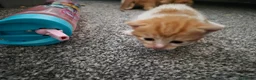 Mixed Breed cats for sale: 3 beautiful kittens for sale in Wrexham - Advert 10