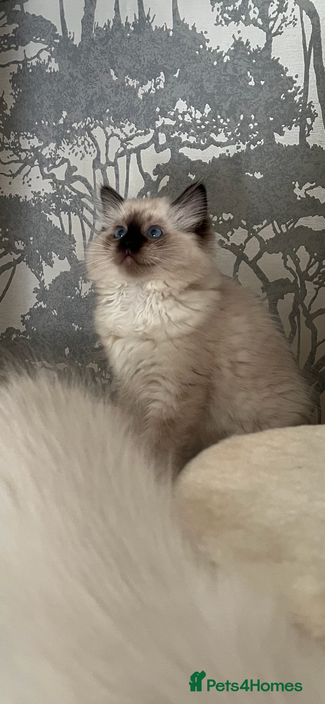 Ragdoll cats for sale: GCCF REGISTERED DNA TESTED PARENTS AND CLEAR  - Image 35