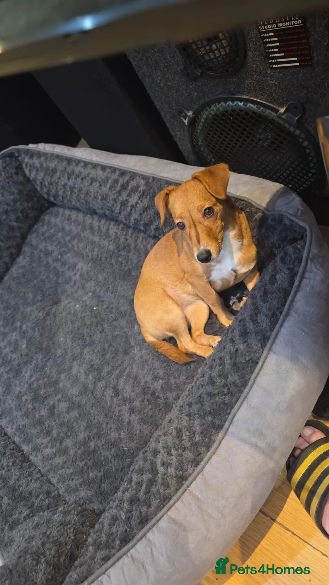 Mixed Breed dogs for sale: Jack Russell x chihuahua  - Advert 2