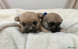 Jack Russell dogs for sale: Much Wenlock Jack Russell Pups  - Image 6