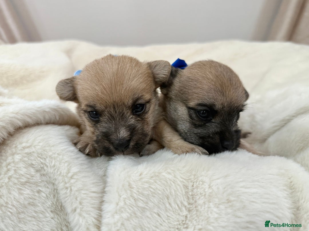 Jack Russell dogs for sale: Much Wenlock Jack Russell Pups  - Image 6