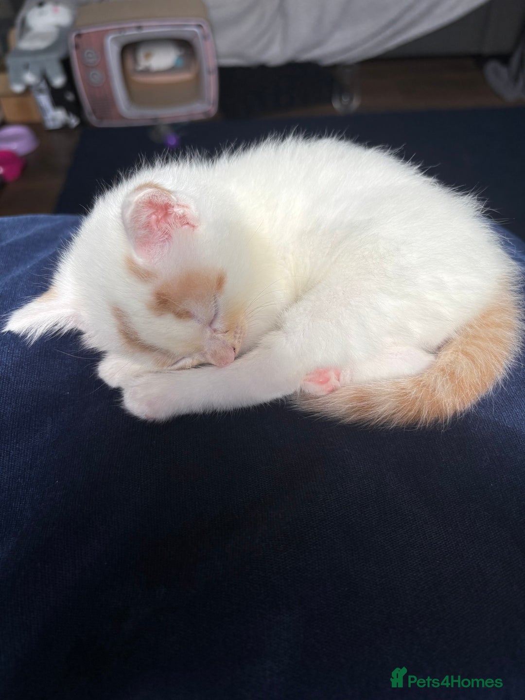Turkish Van cats for sale: 2 x boy kittens  - Image 8