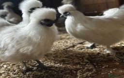 Chickens poultry for sale: Silkies - Hens, Cockerels, Growers   - Image 3
