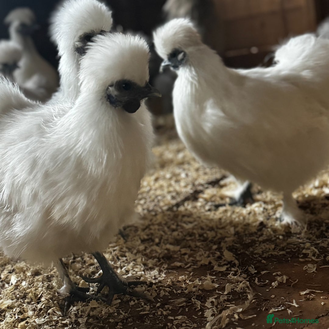 Chickens poultry for sale: Silkies - Hens, Cockerels, Growers   - Image 3