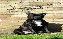 Staffordshire Bull Terrier dogs for sale: Ms/Mister - Image 8