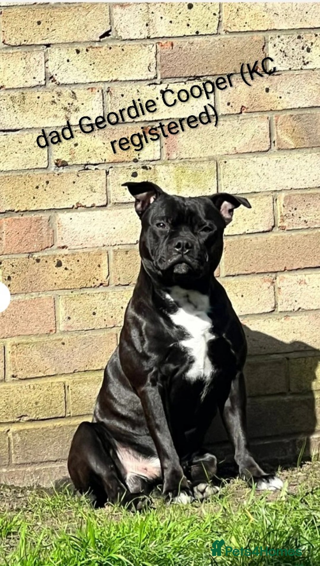 Staffordshire Bull Terrier dogs for sale: Ms/Mister - Image 8