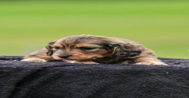 Dachshund dogs - Advert 2