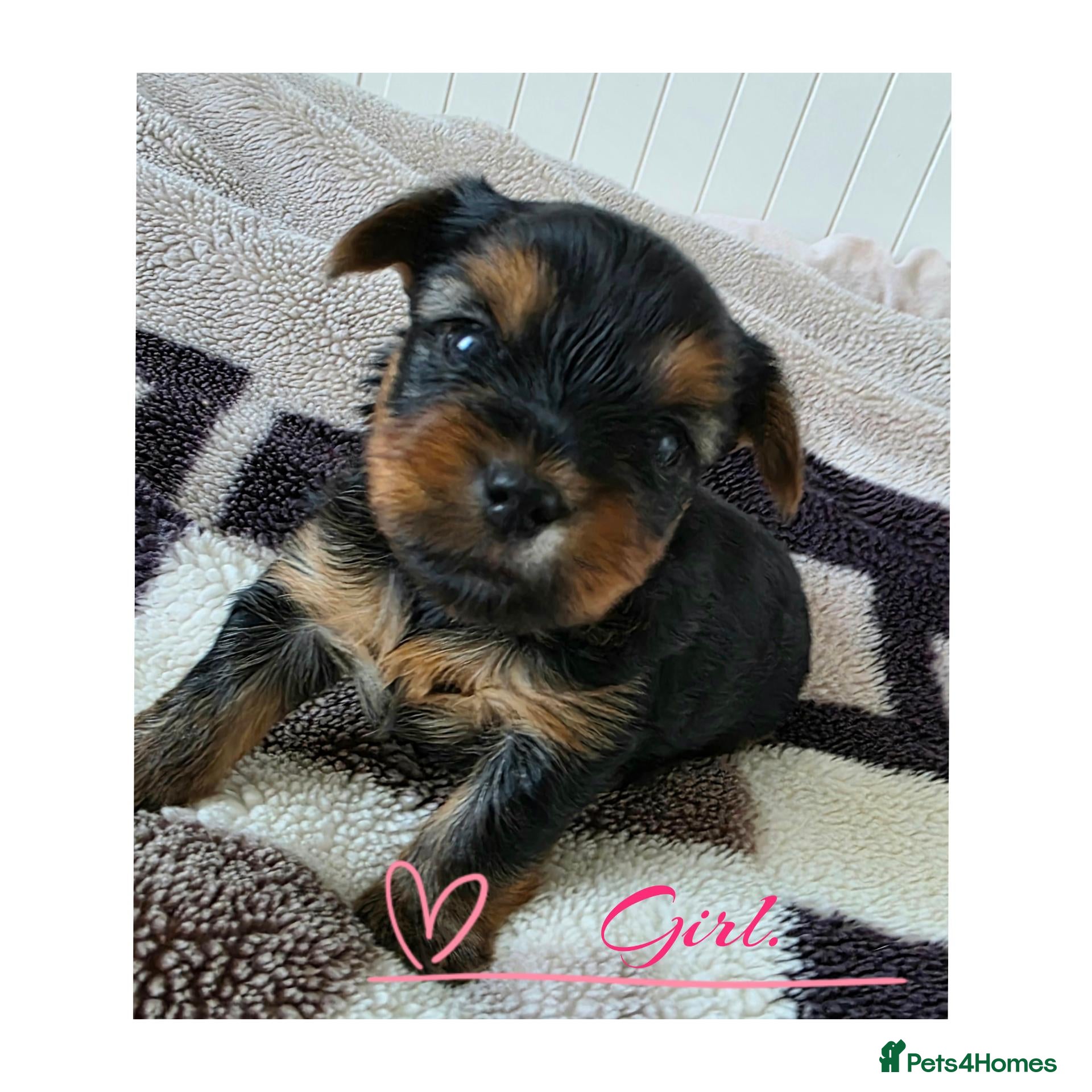 Yorkshire Terrier dogs 💕Yorkshire Terrier puppies.💕 - Advert 13