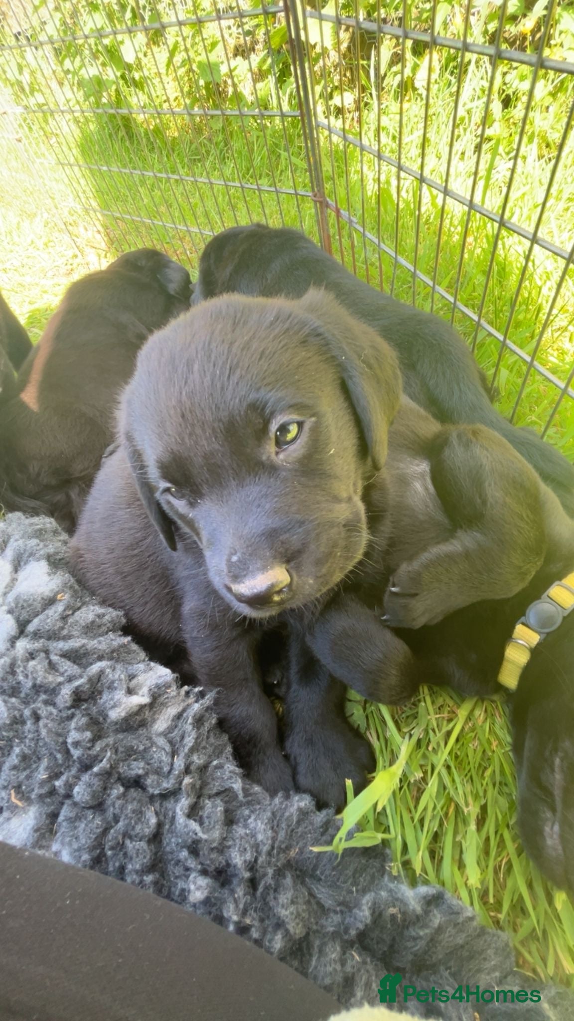 Labrador Retriever dogs for sale: Working KC reg Black Lab puppies FCTH pedigree  - Advert 4