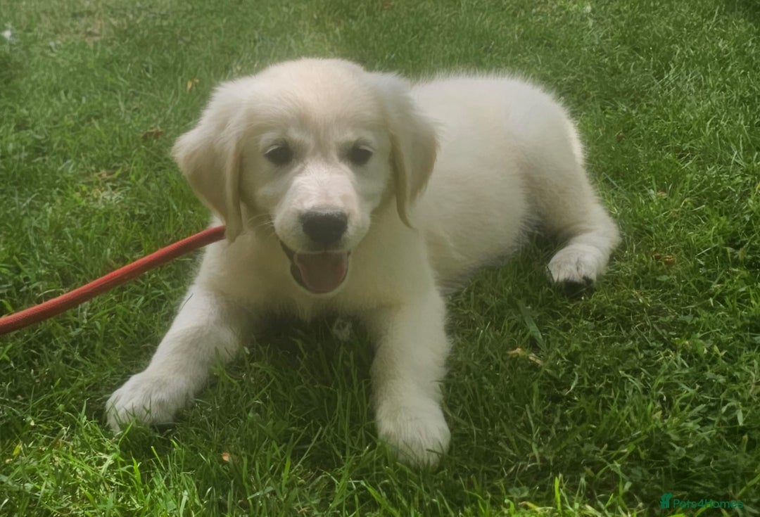 Golden Retriever dogs for sale: One lovely female puppy available  - Image 6