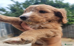 Cockapoo dogs for sale: Adorable Cockerpoo Puppies - Image 5