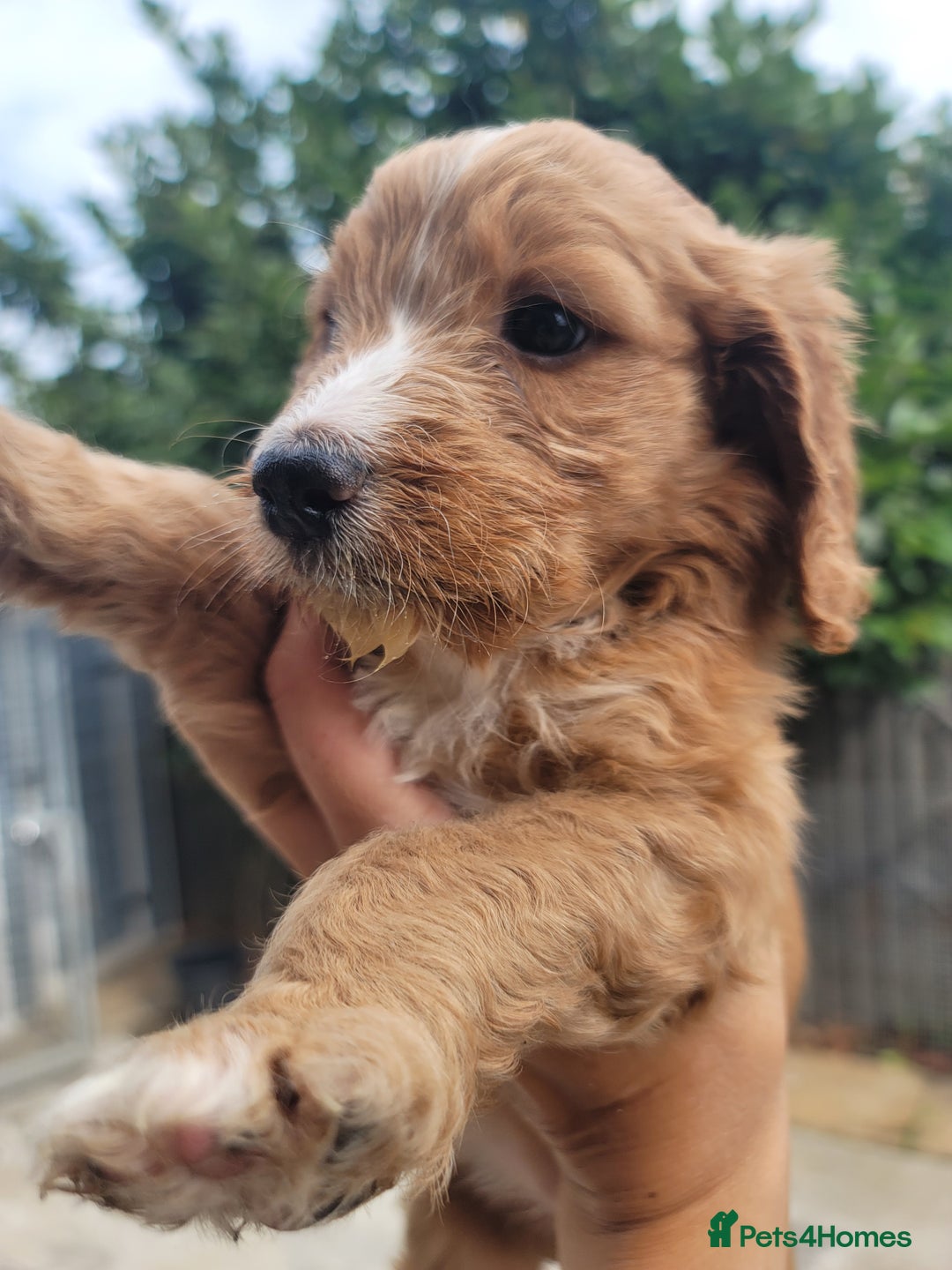 Cockapoo dogs for sale: Adorable Cockerpoo Puppies - Image 5