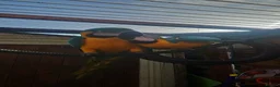 Macaws birds for sale: A pair of Blue and gold macaws  - Advert 4