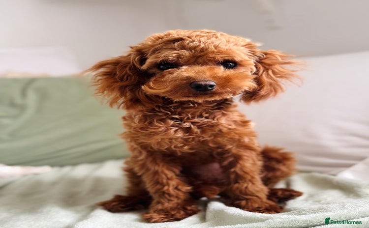 Toy Poodle dogs - Advert 6