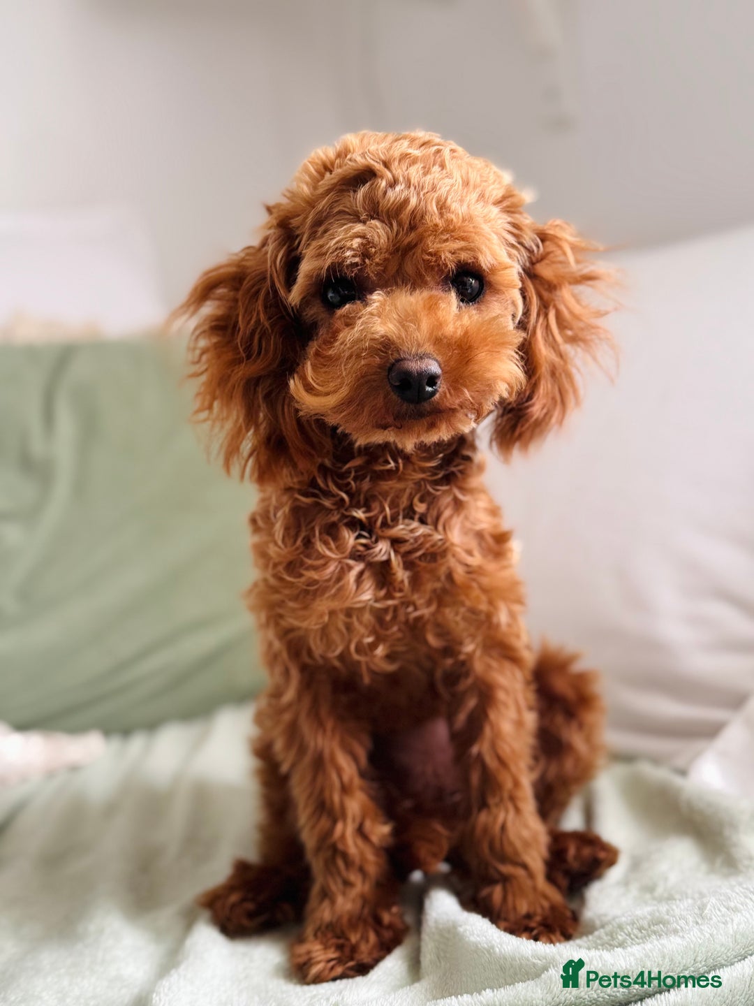 Toy Poodle dogs for sale: 💖 Gorgeous Asian Poodle Girl 💖 - Image 1