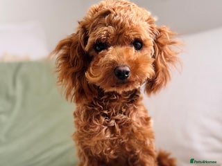 Toy Poodle dogs - Advert 6