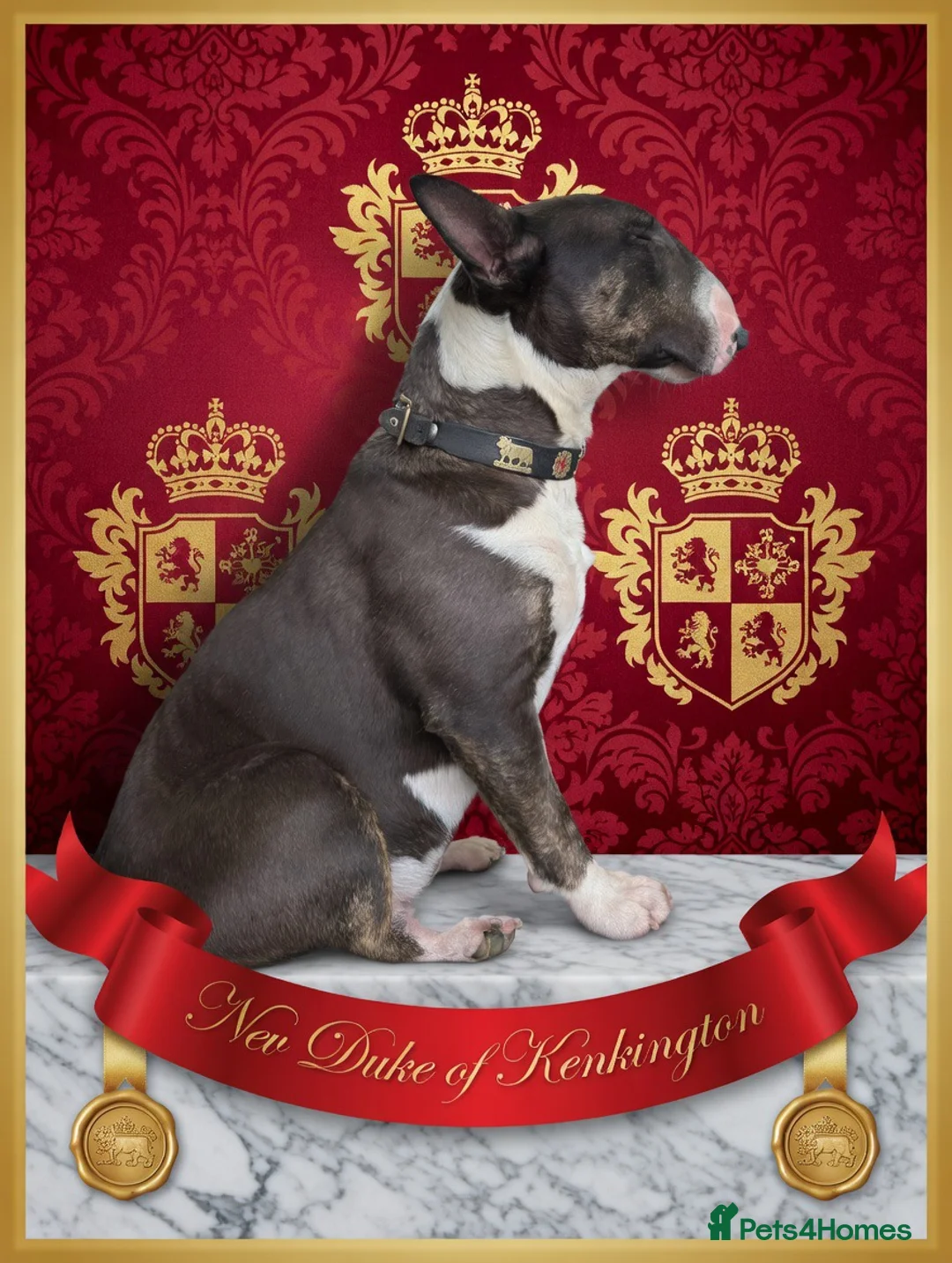 English Bull Terrier dogs for stud: English bull terrier stud proven - Advert 2