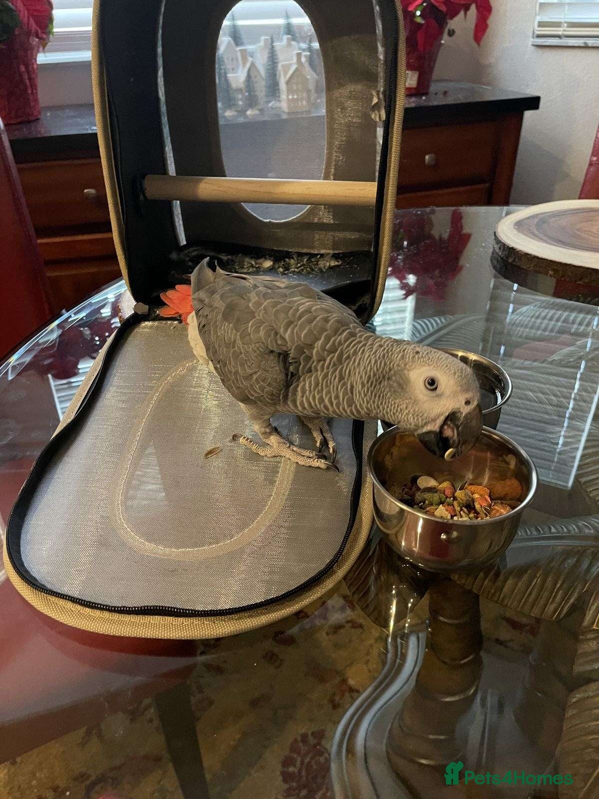 Parrots birds Vibrant, Talking Parrots–Smart & Social Companions - Advert 9