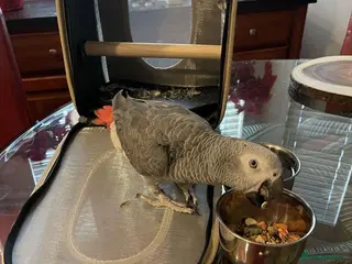 Parrots birds Vibrant, Talking Parrots–Smart & Social Companions - Advert 9