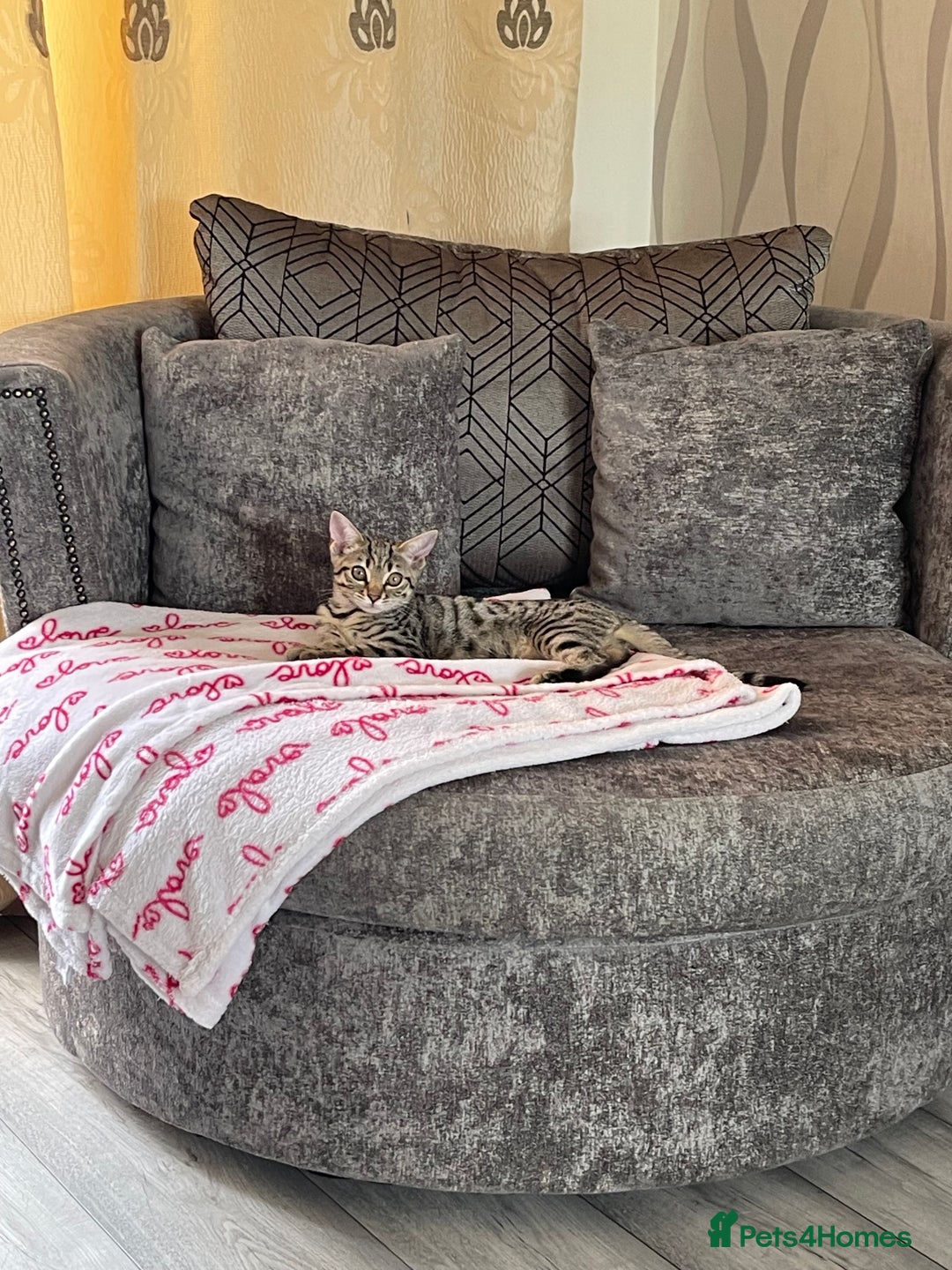 Bengal cats for sale: Beautiful female  kitten❤️ - Image 2