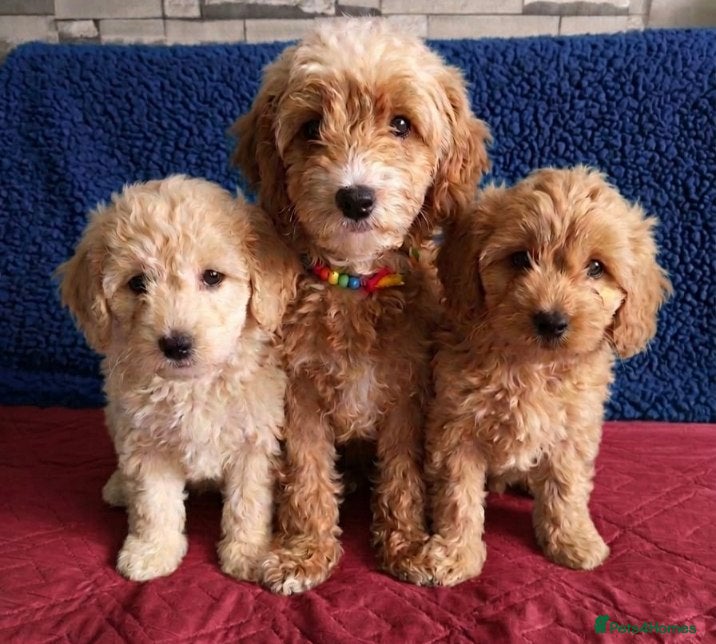 Cockapoo dogs One boy and one girl  - Advert 1