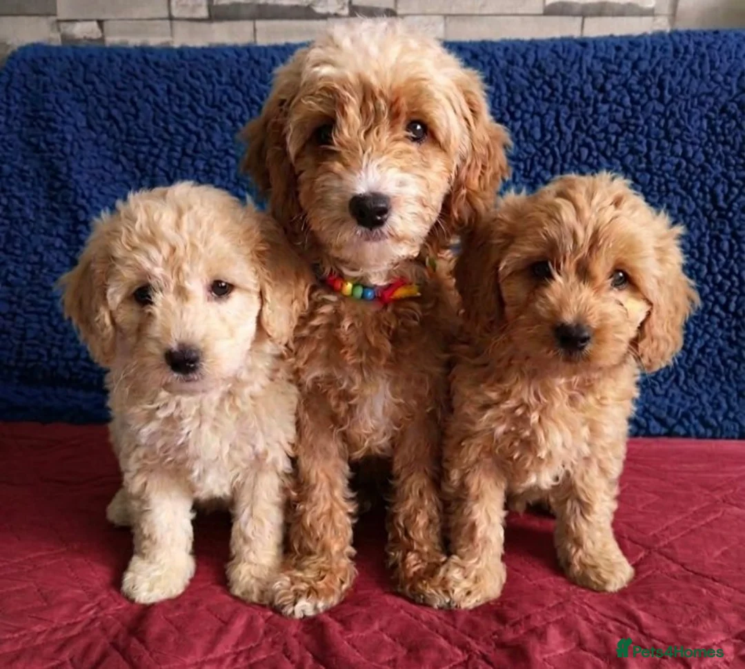 Cockapoo dogs for sale: One boy and one girl  - Advert 2