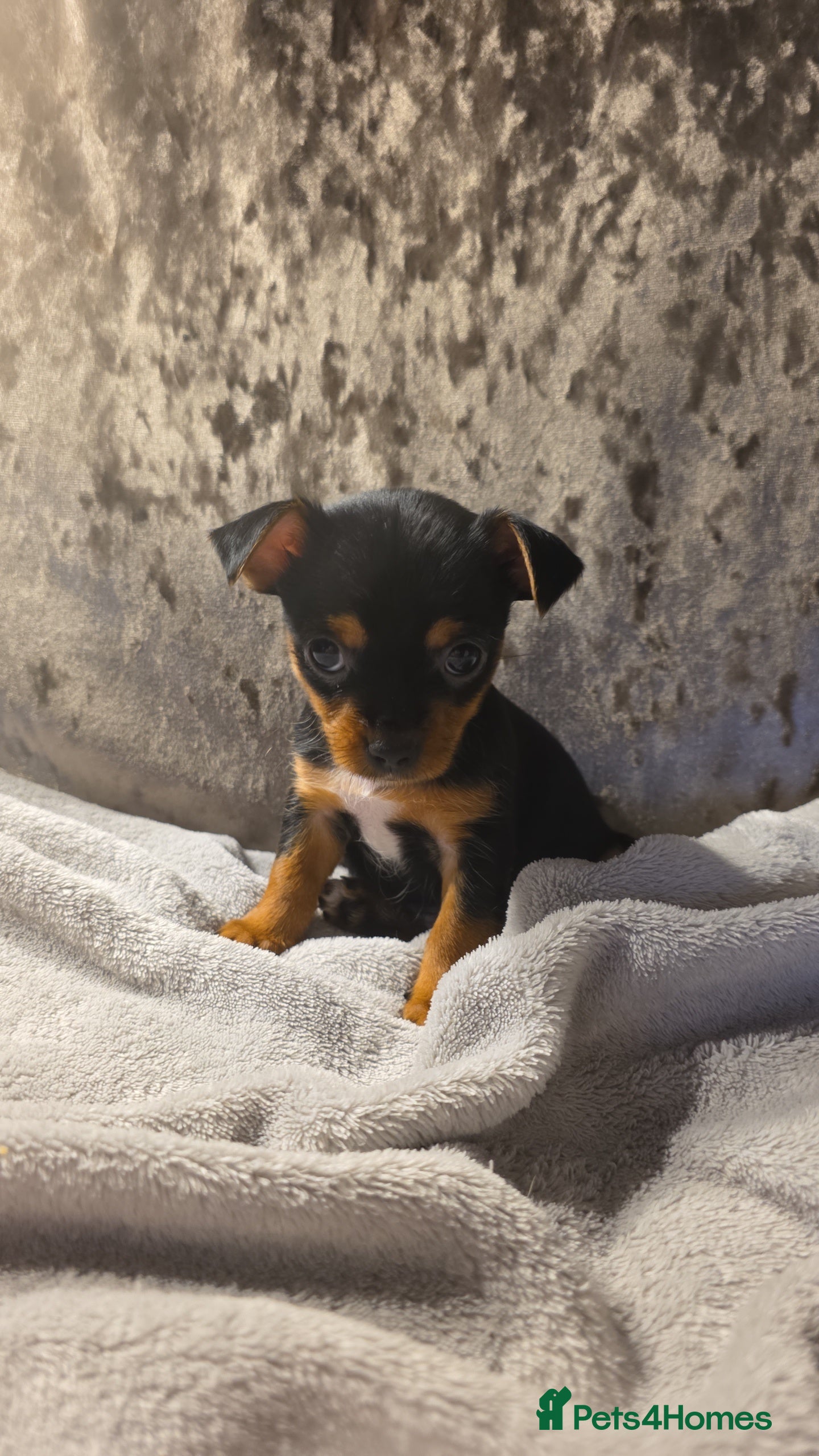 Chorkie dogs Yorkies cross chihuahua  - Advert 2