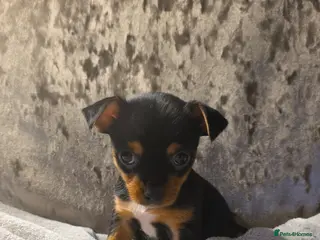 Chorkie dogs Yorkies cross chihuahua - Advert 2