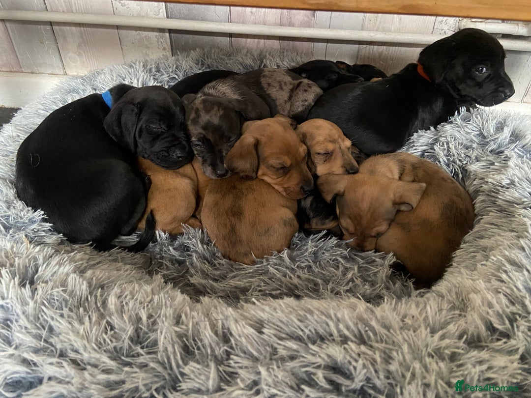 Mixed Breed dogs for sale: Dachshund cross Patterdale - Image 18