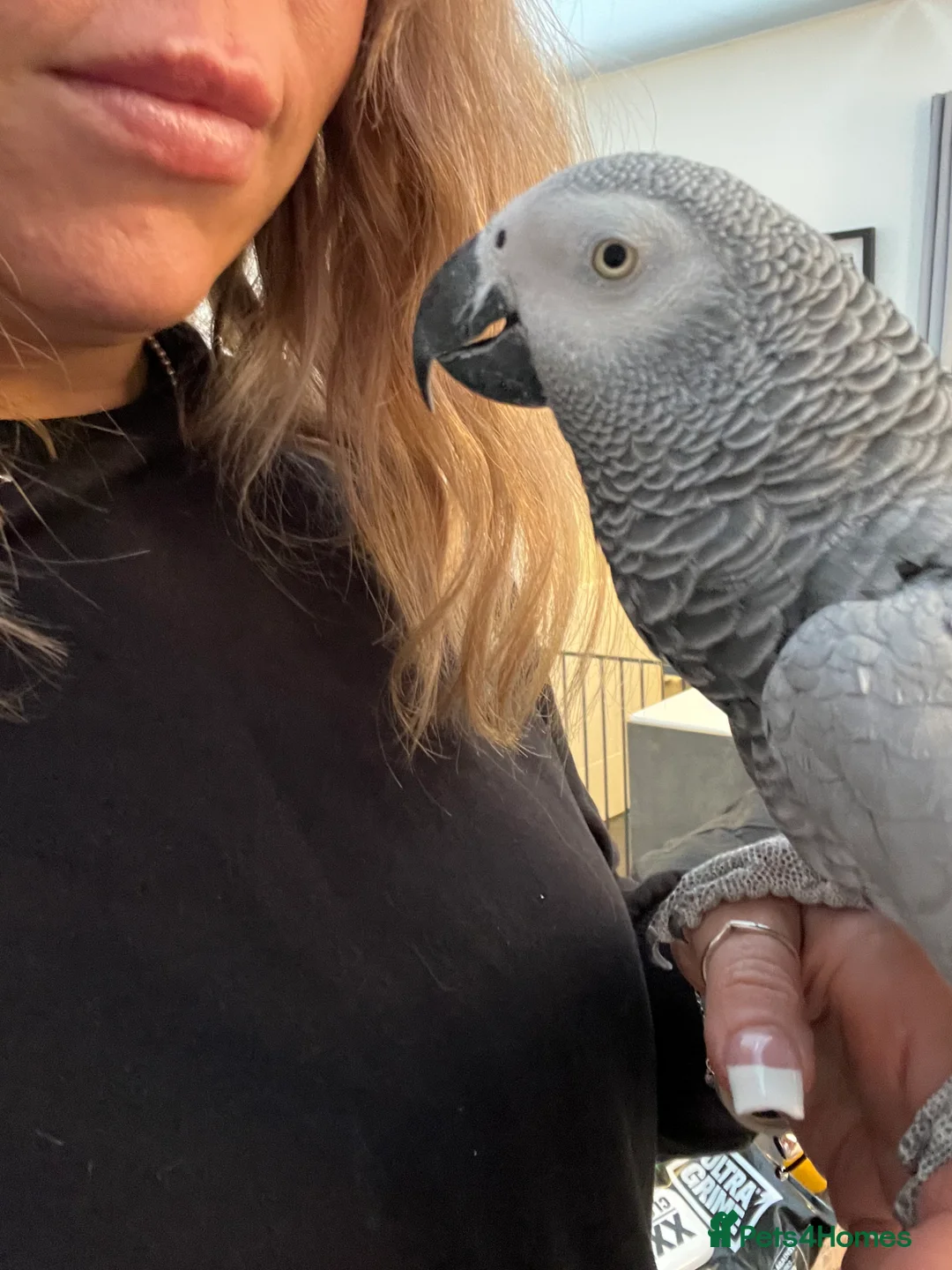 Parrots birds for sale: Extremely sad sale of our much loved Coco - Advert 7