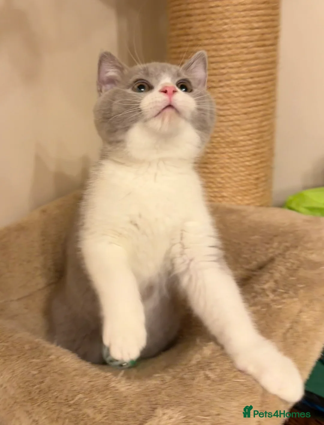 British Shorthair cats for sale: Lilac & White British Shorthair Male - Advert 2